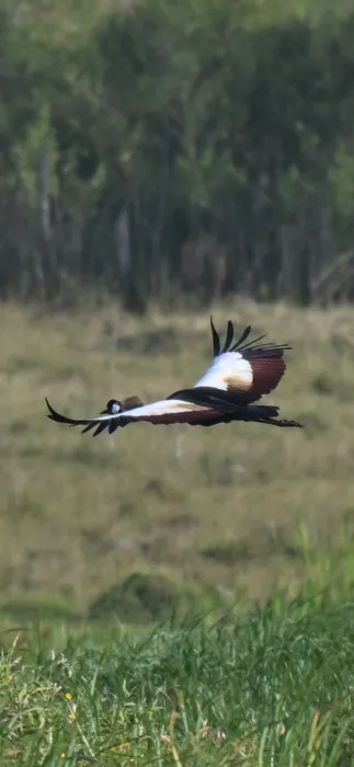 Waargenomen Grijze kroonkraanvogel