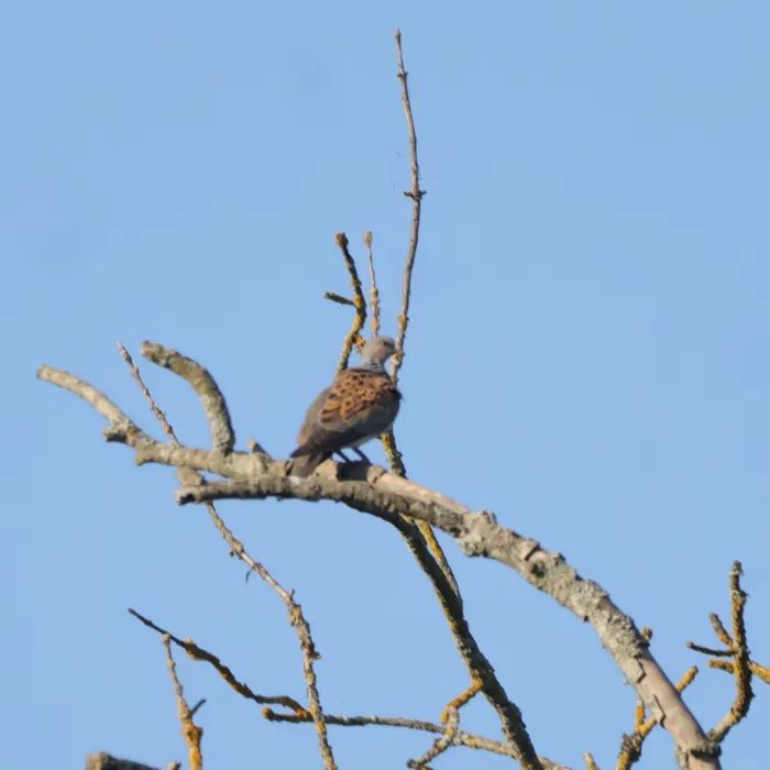 Spotted European Turtle-Dove