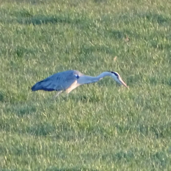 Spotted Gray Heron