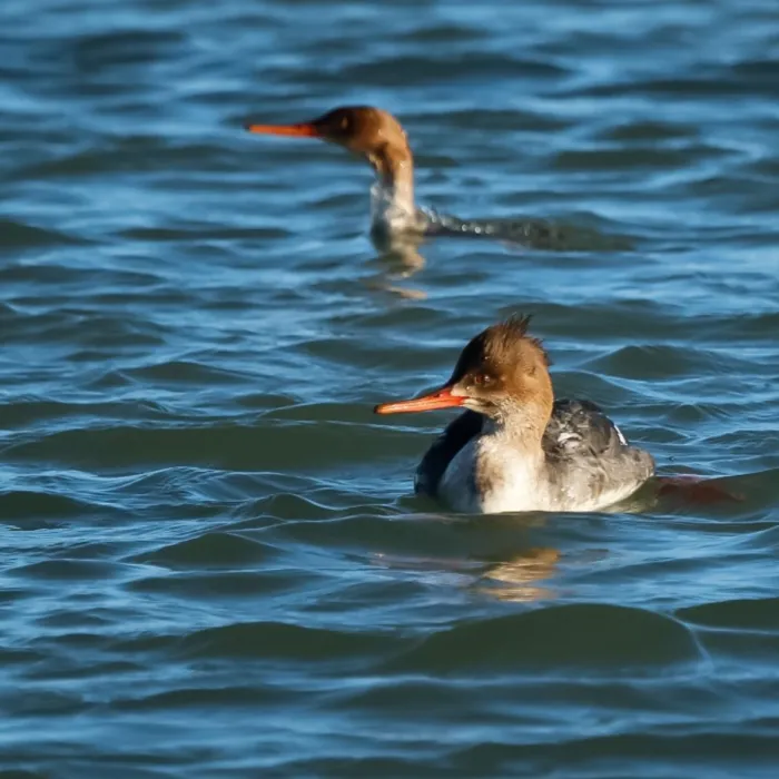 Spotted Red-breasted Merganser