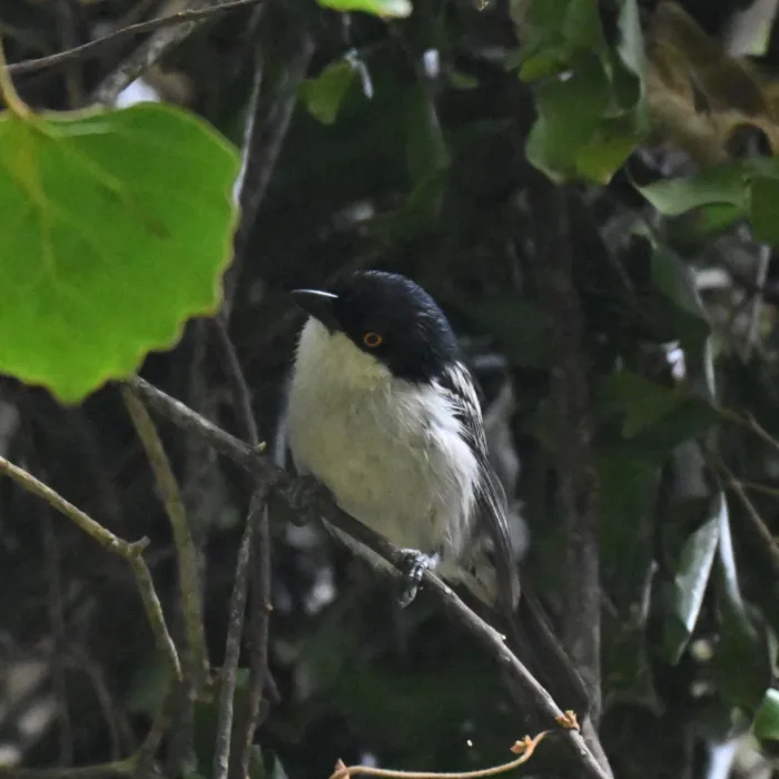 Spotted Black-backed Puffback