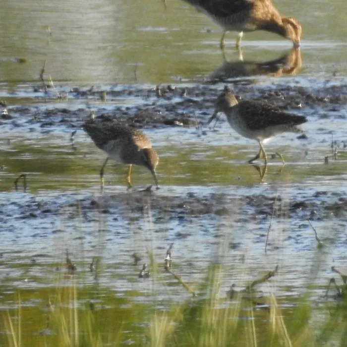 Spotted Wood Sandpiper