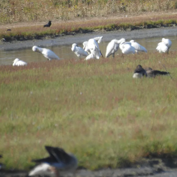 Spotted Eurasian Spoonbill