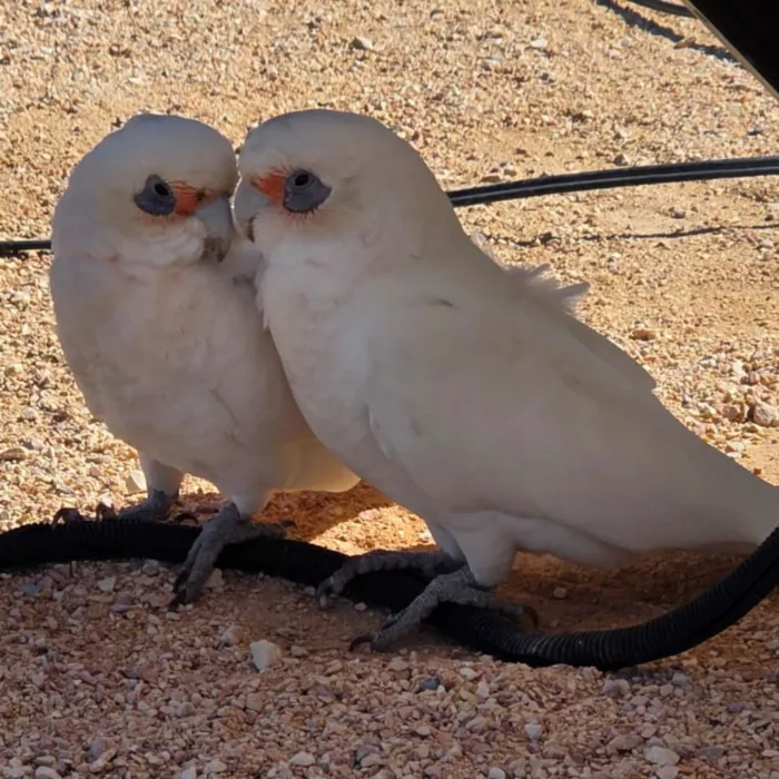 Gespotte Naaktoogkaketoe