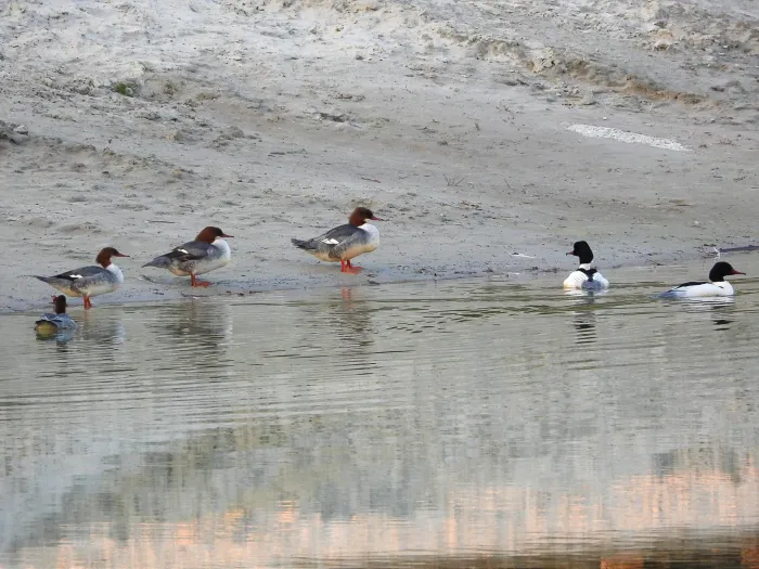 Gespotte Grote zaagbek