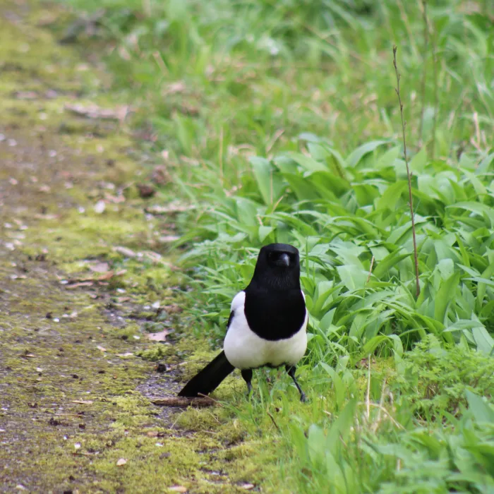 Spotted Eurasian Magpie
