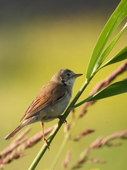 Spotted Greater Whitethroat