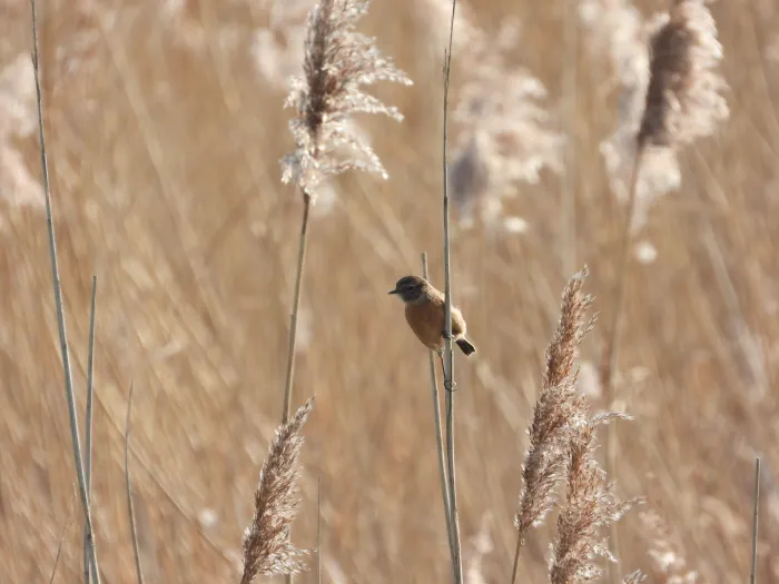 Gespotte Roodborsttapuit