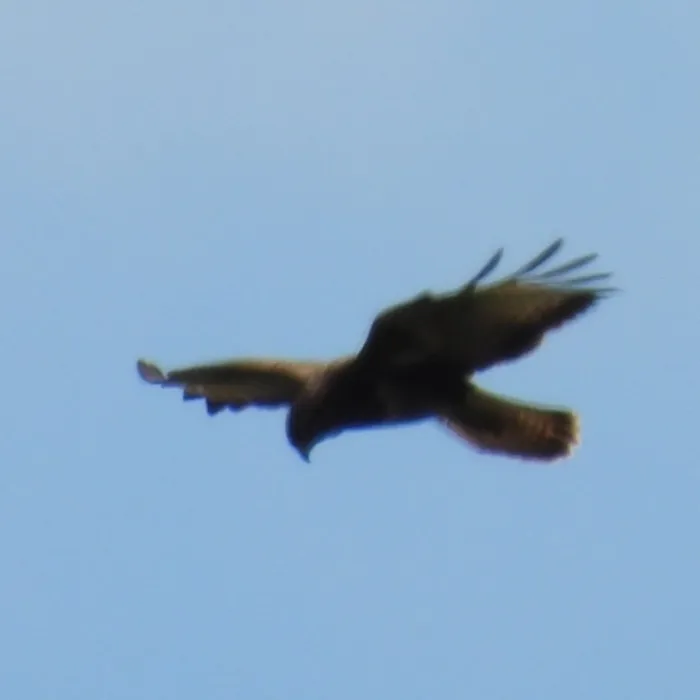Spotted Common Buzzard