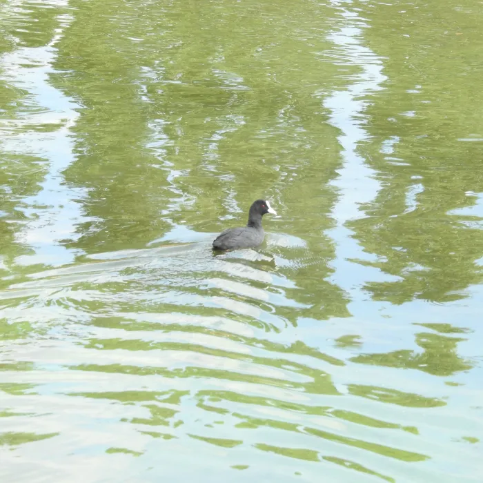 Spotted Eurasian Coot