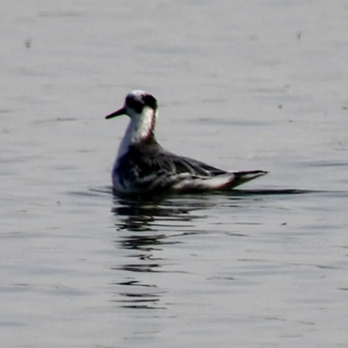 Spotted Red Phalarope