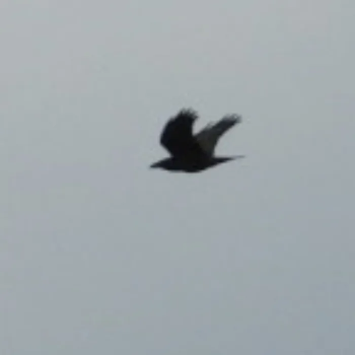 Spotted Common Raven