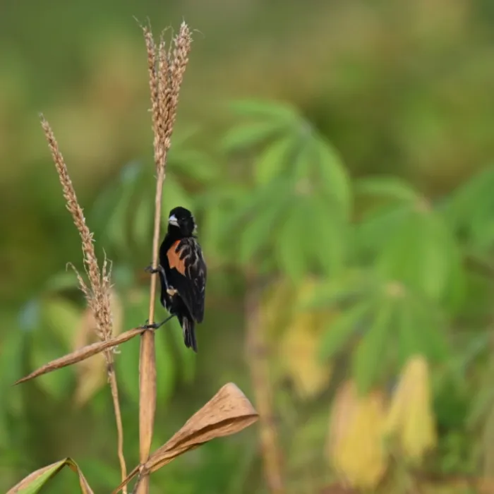 Spotted Fan-tailed Widowbird
