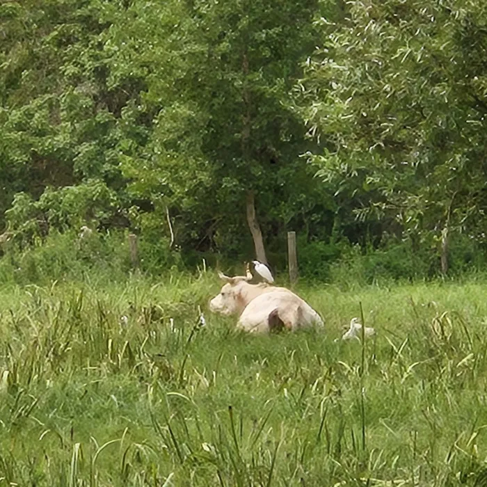 Spotted Western Cattle-Egret