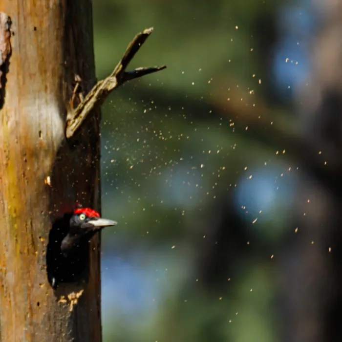 Gespotte Zwarte specht