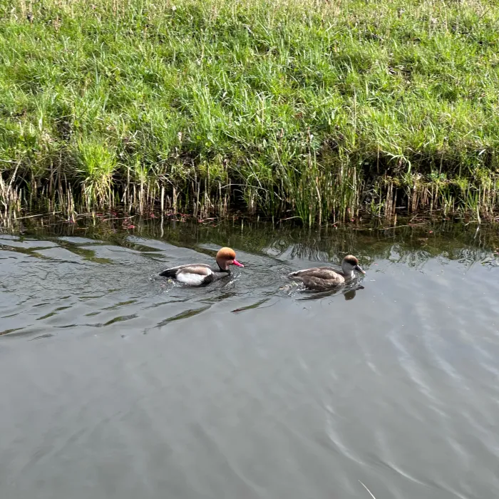 Spotted Red-crested Pochard
