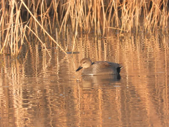 Spotted Gadwall