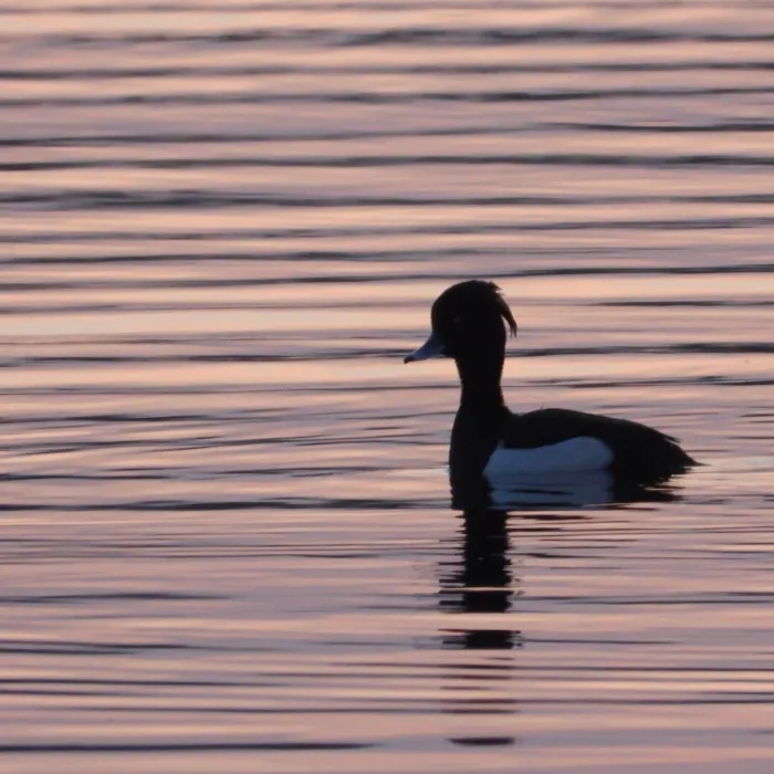 Spotted Tufted Duck