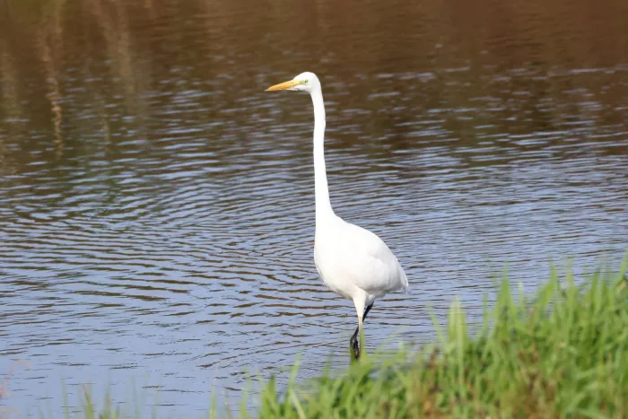 Waargenomen Grote zilverreiger