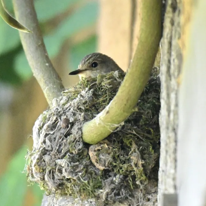 Spotted Spotted Flycatcher