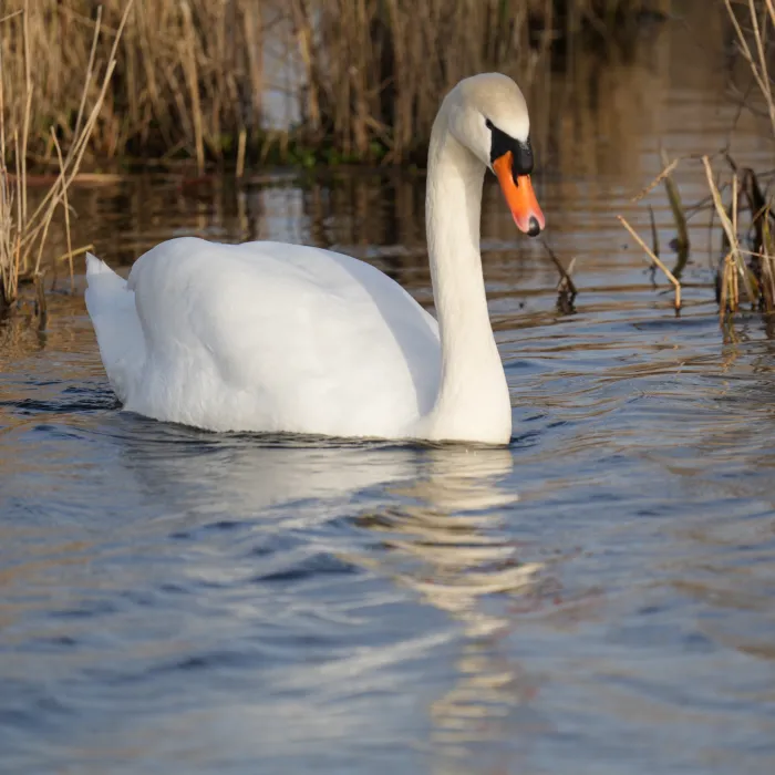 Spotted Mute Swan