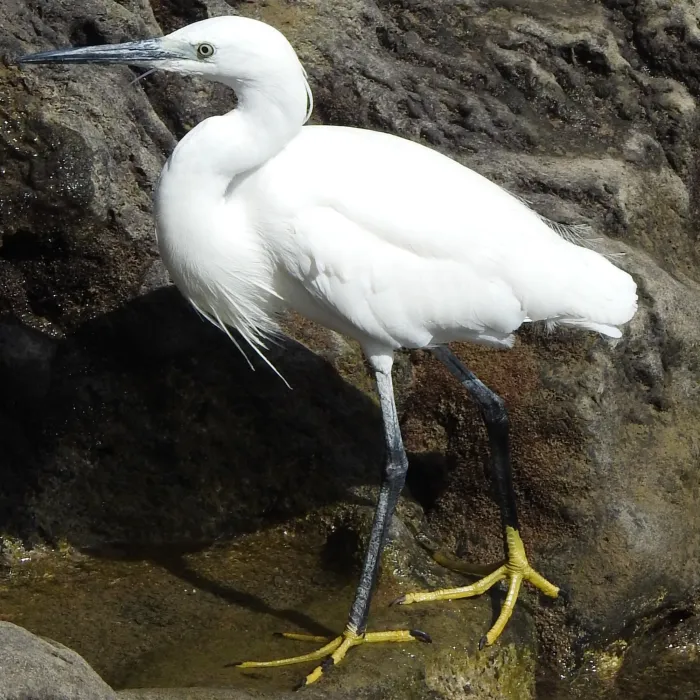 Spotted Little Egret