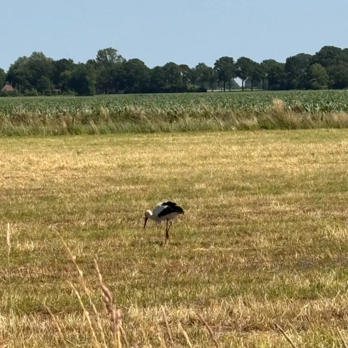 Spotted White Stork