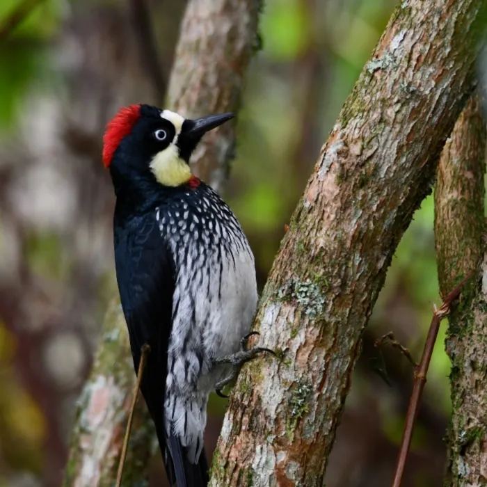 Gespotte Eikelspecht