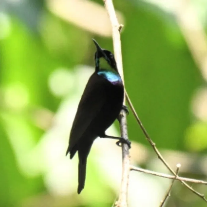 Spotted Green-throated Sunbird