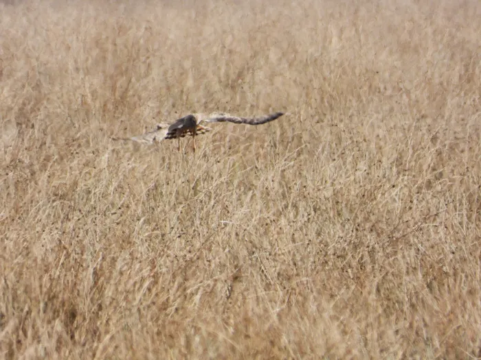 Gespotte Blauwe kiekendief
