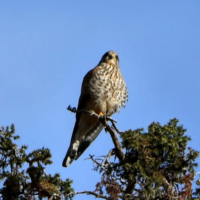 Gespotte Kleine torenvalk
