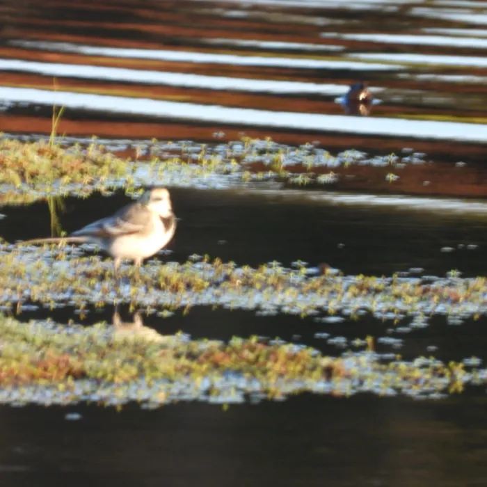 Spotted White Wagtail