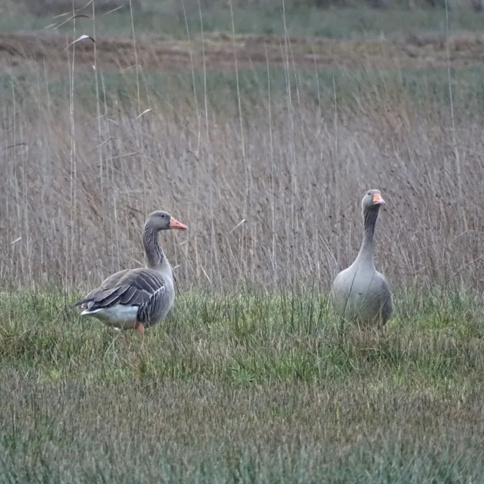 Gespotte Grauwe gans