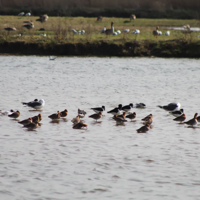 Spotted Black-tailed Godwit