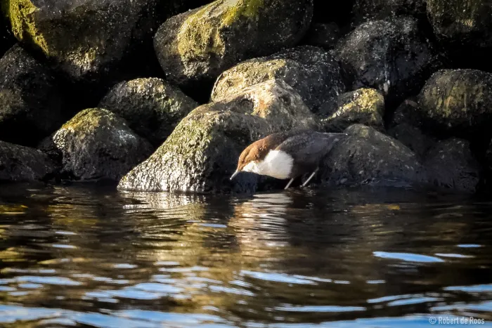 Gespotte Waterspreeuw