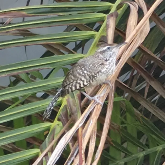Spotted Cactus Wren