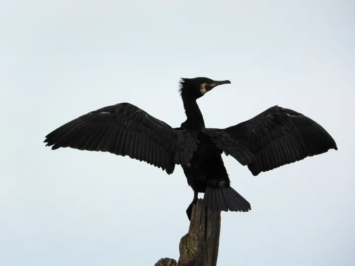 Spotted Great Cormorant
