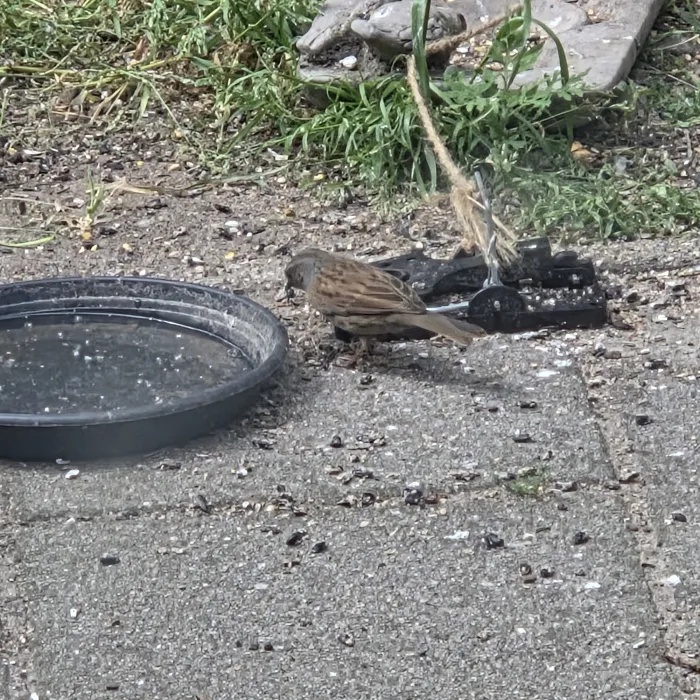 Waargenomen Heggenmus