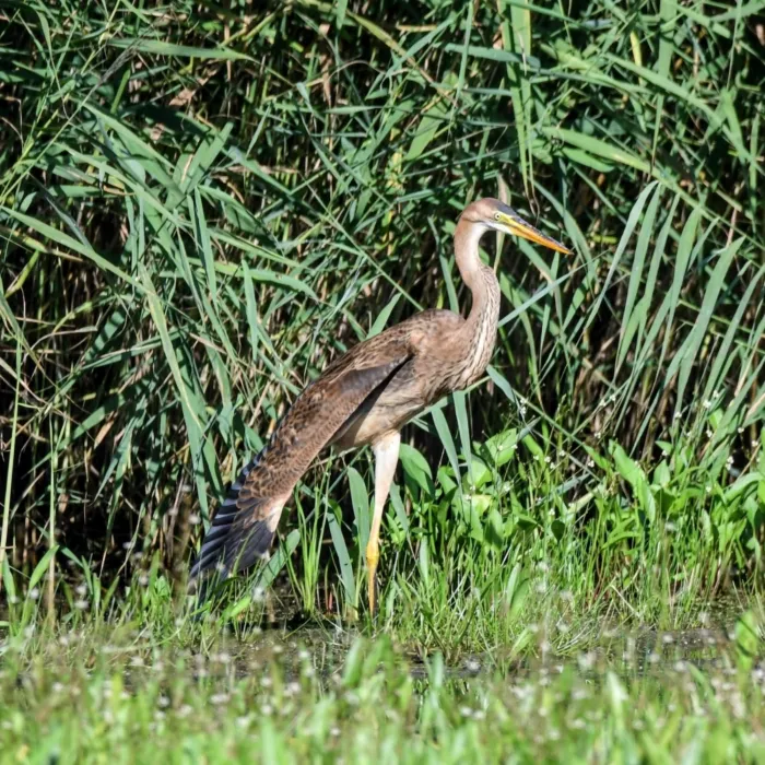 Spotted Purple Heron