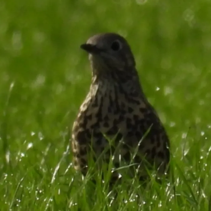 Spotted Mistle Thrush