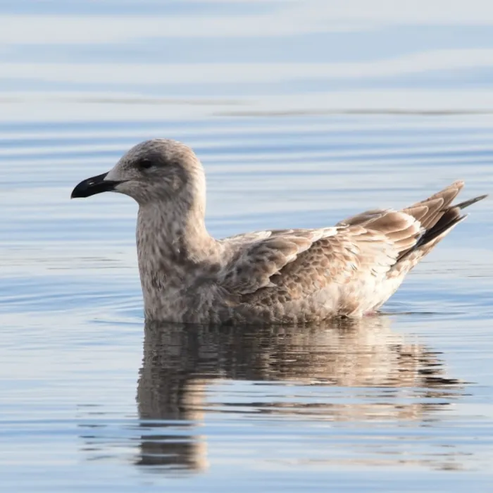 Spotted Slaty-backed Gull