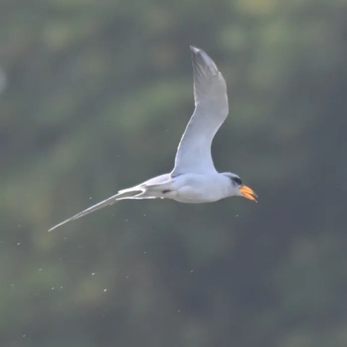 Spotted River Tern