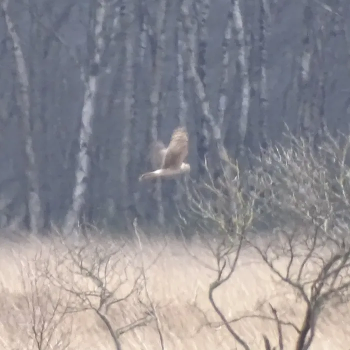 Gespotte Blauwe kiekendief