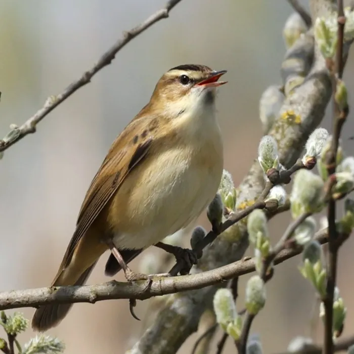 Spotted Sedge Warbler