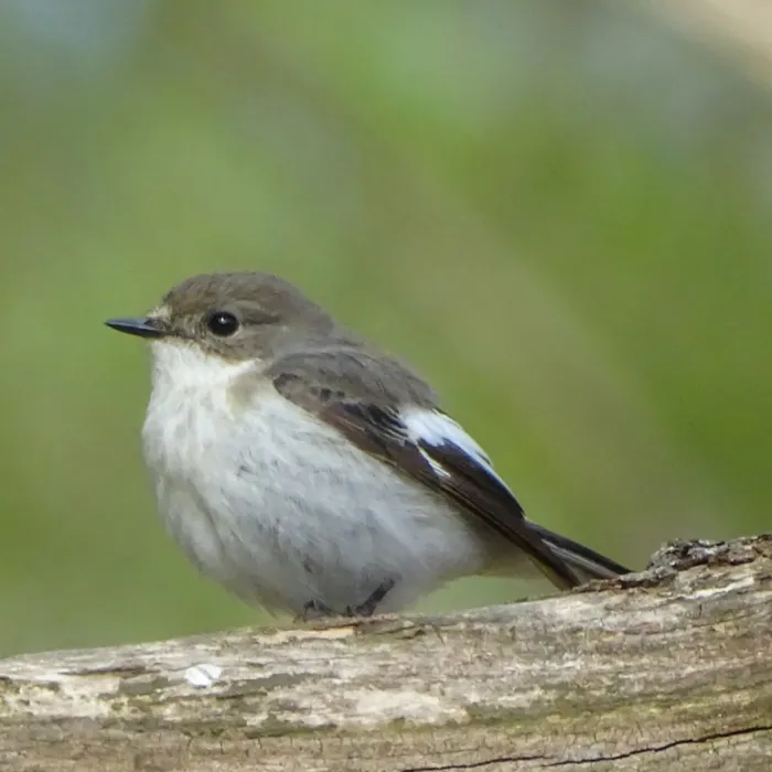 Gespotte Bonte vliegenvanger