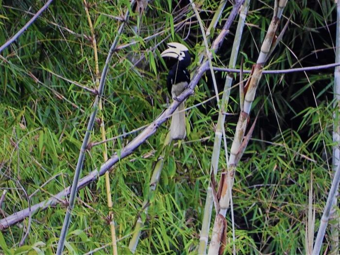 Gespotte Indische neushoornvogel