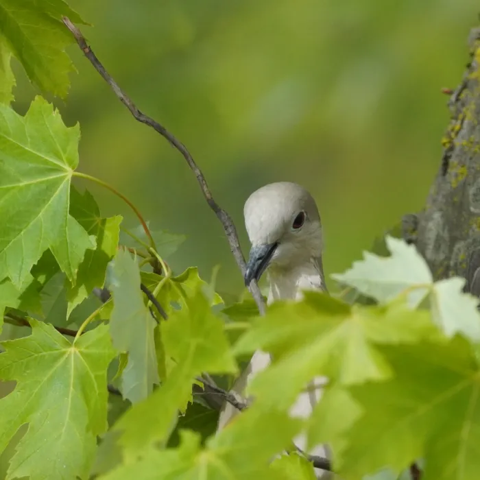 Eurasian Collared-Dove