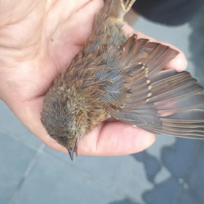 Spotted Dunnock