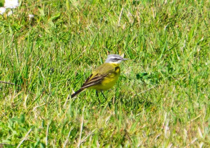 Gespotte Gele kwikstaart