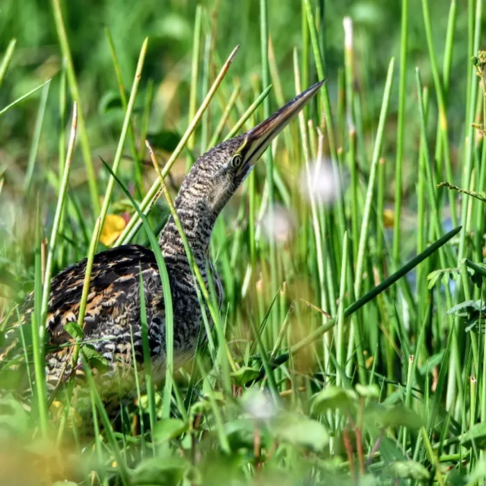 Gespotte Zuid-Amerikaanse roerdomp
